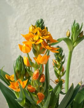 Milchsterne, Ornithogalum, Dubium