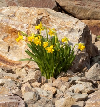 Narzisse  tete a tete  Narcissus  Osterglocke  Osterglocken