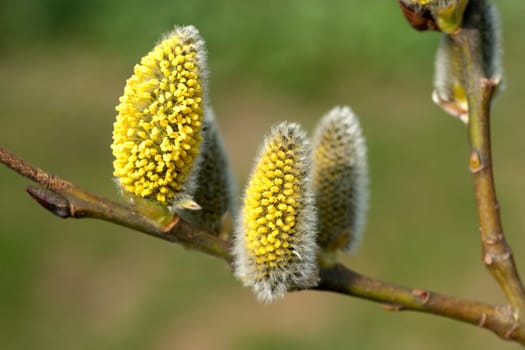 Weidenkaetzchen  Weide  weiden  Laubbaum  Baum  Fruehling