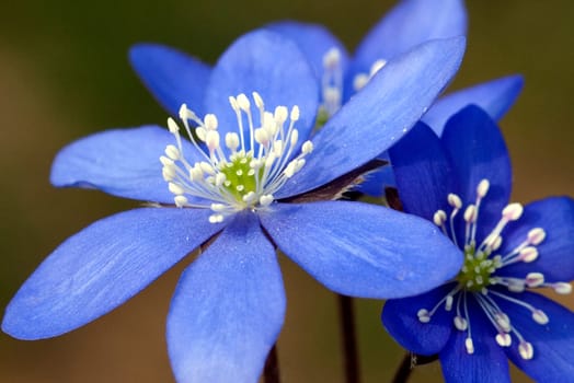 Leberbluemchen  Hepatica  nobilis