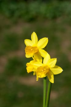 Narzisse  tete a tete  Narcissus  Osterglocke  Osterglocken