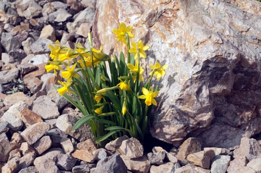 Narzisse  tete a tete  Narcissus  Osterglocke  Osterglocken