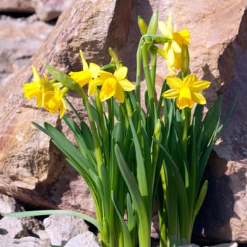 Narzisse  tete a tete  Narcissus  Osterglocke  Osterglocken