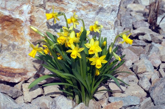 Narzisse  tete a tete  Narcissus  Osterglocke  Osterglocken