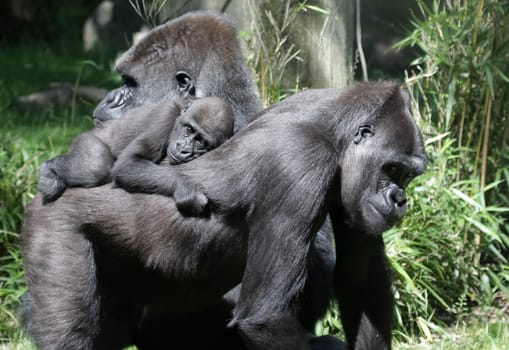 GorillaFamily
