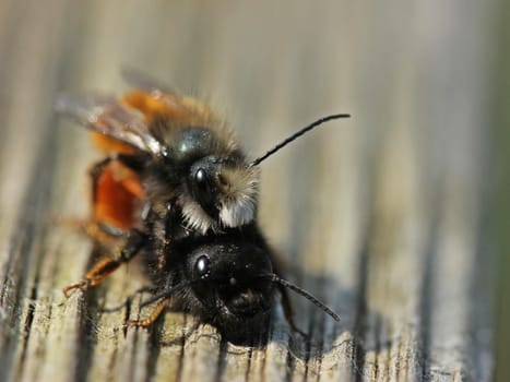 Horned wall bees (Osmia cornuta) during mating