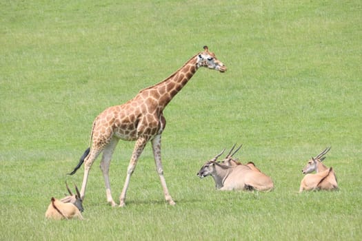 Beautiful animals different natural watchdogs attentive slopes