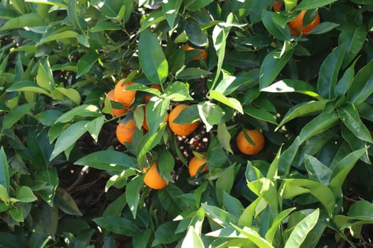 delicious oranges natural fruit vitamins beautiful tree