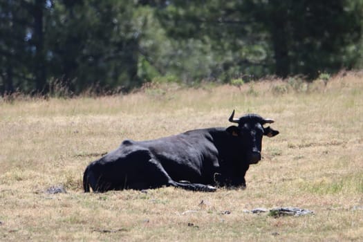beautiful black cow horns meat animal milk nature