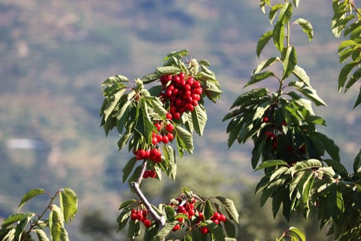 delicious red cherries fruit beautiful tasty nutritious natural food