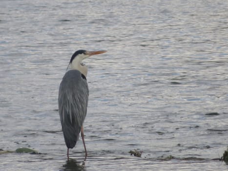 beautiful heron royal river fishing big feathers beak