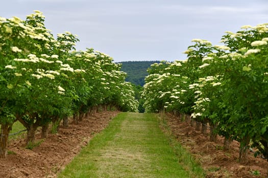 Sambucus nigra in summer