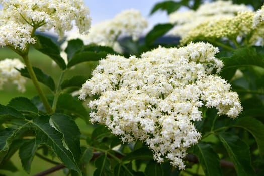 Sambucus nigra in summer