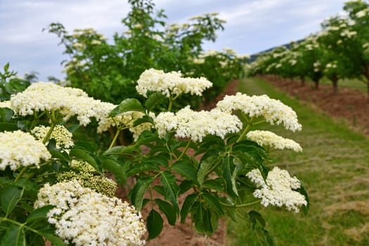 Sambucus nigra in summer