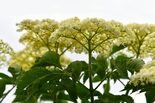 Sambucus nigra in summer
