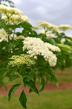 Sambucus nigra in summer