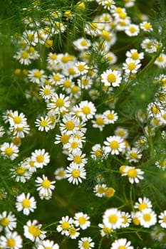 Matricaria chamomilla
