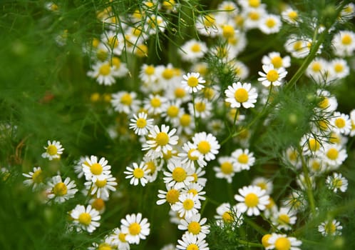 Matricaria chamomilla