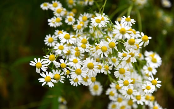 Matricaria chamomilla
