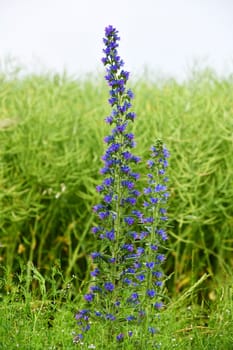 Echium vulgare