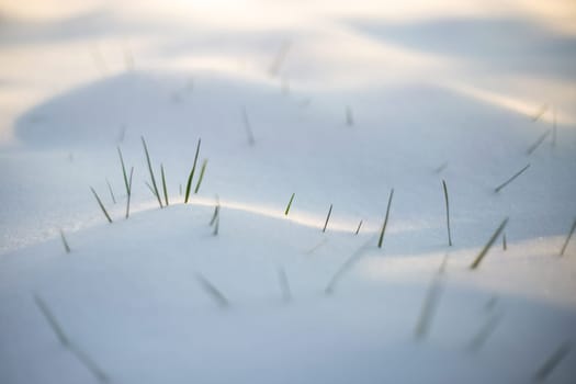 Grass blades in the snow, white background