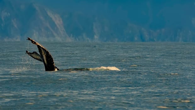 Selective focus. The humpback whale swimming in the Pacific Ocean, tail of the whale diving.