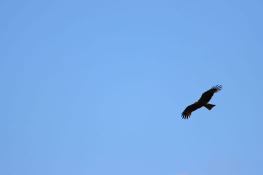 beautiful bird of prey eagle claws feathers speed flight