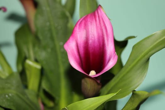 beautiful cove purple flower amazing natural green color