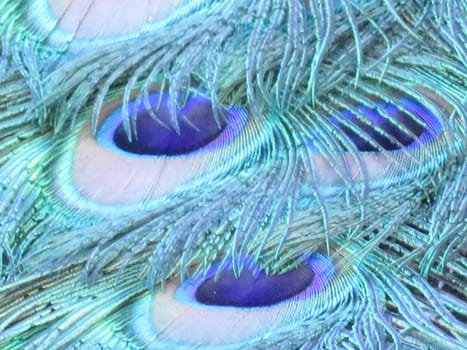 beautiful peacock of fantastic bright colors of long feathers