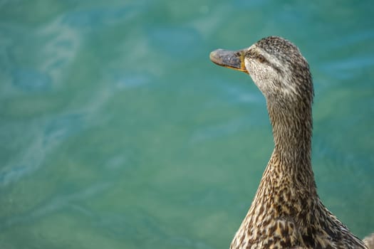 Duck image. Shooting Location: Musashino-shi, Tokyo