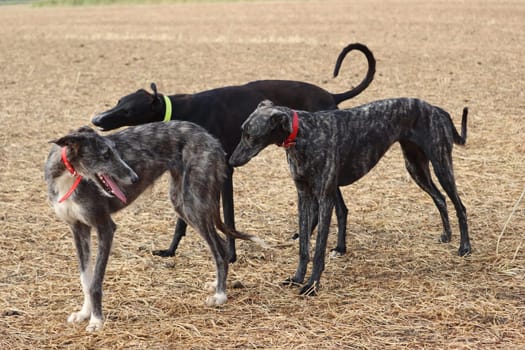 Spanish greyhound dog race hare hunting speed delivers passion