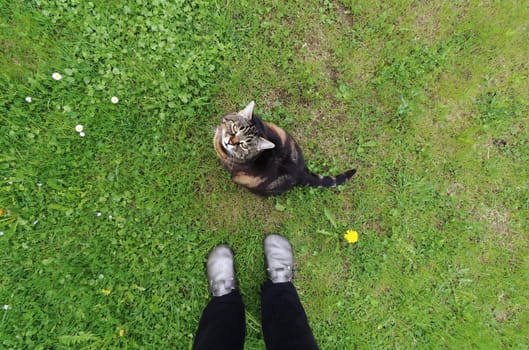 Wide angle shot of cat sitting in grass in front of woman's feet