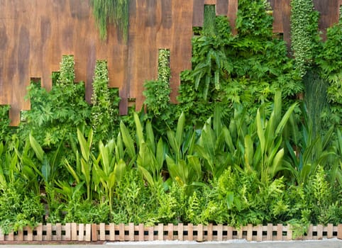 Green vine twigs on wooden wall and lush green garden plant with small wood fence