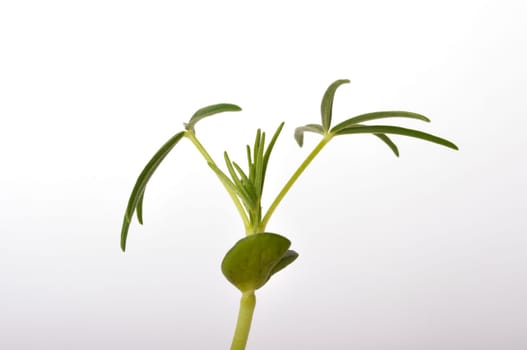 lupine fodder on a white background