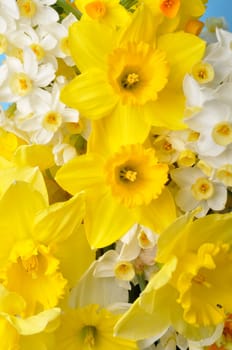 Multicolored narcissus background in studio