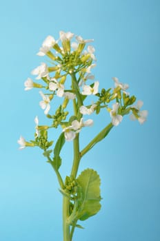 White mustard on blue background