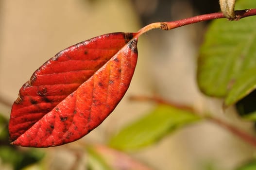 Cotoneaster colored leaf in autumn
