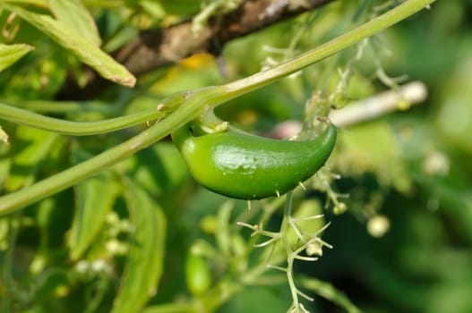 Achocha growing in a garden