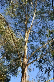 eucalyptus in brittany in summer
