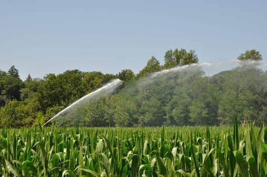 Water sprinkler installation in a field of maize