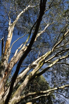 eucalyptus in brittany in summer