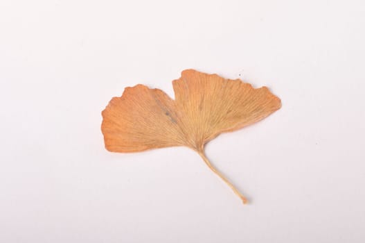ginkgo biloba leaf on a white background