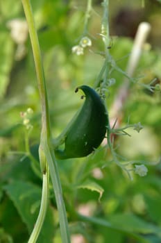 Achocha growing in a garden