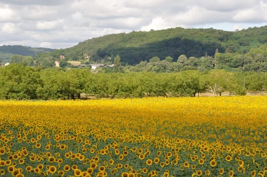 Domme, sun flower field