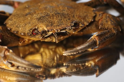 delicious seafood pubescent crab tongs crustacean tweezers