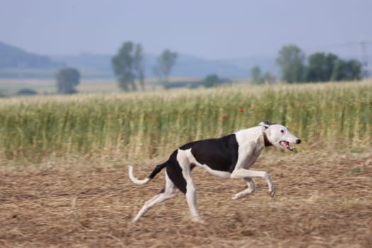 Spanish greyhound dog race hare hunting speed delivers passion