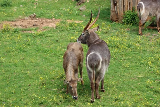 beautiful wild animals boiling horns safari antelopes gazelles