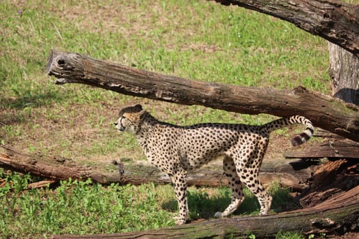 beautiful cheetah fast dangerous wild stealth carnivorous hunter