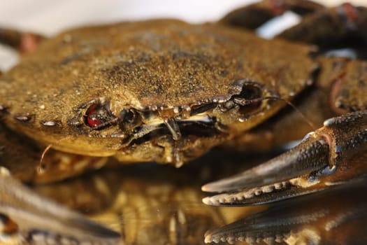 delicious seafood pubescent crab tongs crustacean tweezers