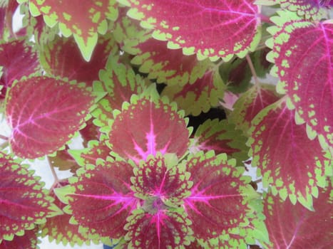 beautiful leaves of intense colorful plant natural fantasy